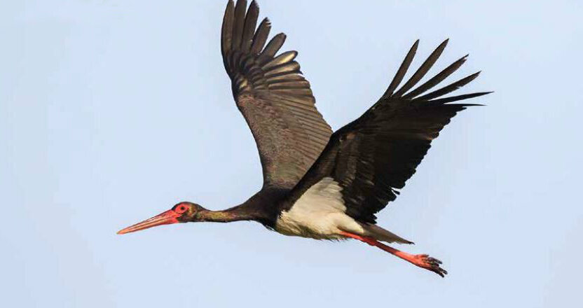 Foto: Hans Glader Foto: Hans Glader