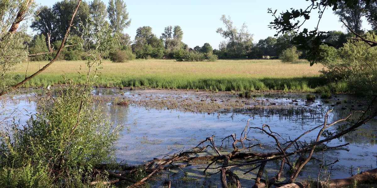 Blick in die überschwemmte Aue am Urdenbacher Altrhein vom Dammweg aus gesehen.