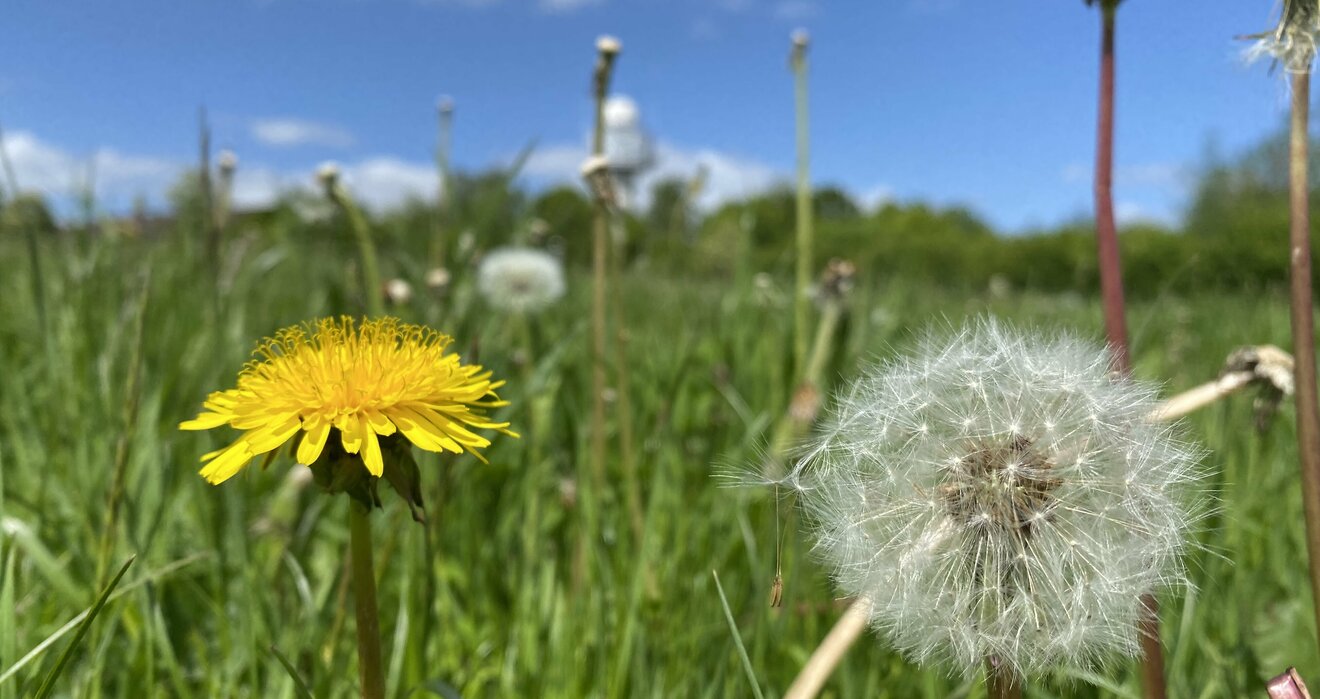 Löwenzahnblüte und Pusteblume auf einer Wiese