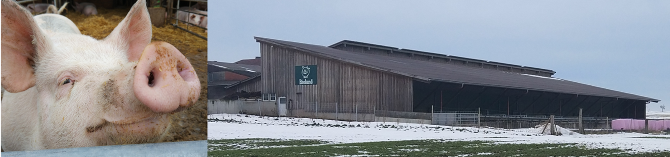 Links: Mastschwein. Rechts: alternativer Mastschweinestall mit Auslauf als Außenklimareiz