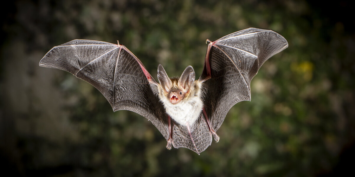 Bechsteinfledermaus (Myotis bechsteinii) Eine Bechsteinfledermaus im Flug mit weit aufgespannten Flügeln