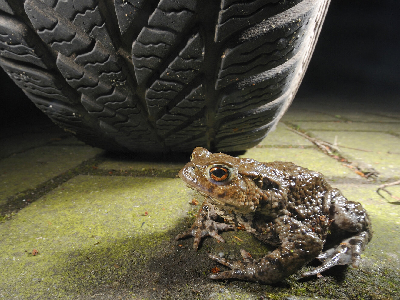 Foto: Erdkröte, ©LANUV/P.Schütz.