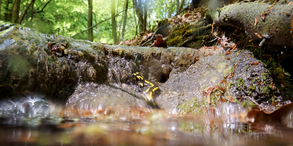Feuersalamander an einer Kalksinterstufe