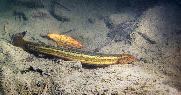 fish, loach, european, misgurnus, nature, river, lake, aquarium, weatherfish, tank, animal, underwater, fishing, wildlife, water, wild, pond, habitat, freshwater, environment, swim, fauna, natural, weather loach, cobitidae, fossilis, misgurnus fossilis, mud loach, weather, pond loach, closeup, weather fish, gravel, danube, fossil, european weather loach, fresh water, photography, spotted weather loach, piskoř pruhovaný, Čík európsky, Schlammpeitzger, river, food, mud loach, Weatherfish