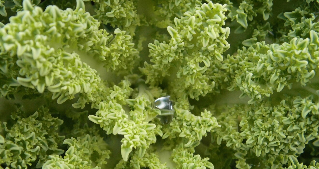 Grünkohlpflanze mit Wassertropfen, Bild: LANUV