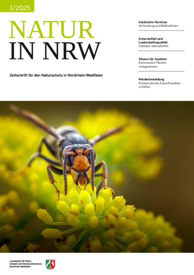 Cover Ausgabe 1/2025 mit Foto einer Asiatischen Hornisse auf einer Blüte