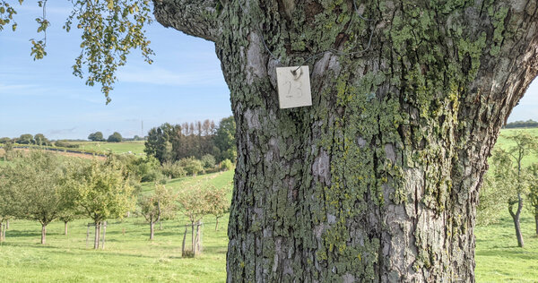 Stamm eines Obstbaumes mit Streuobstwiese im Hintergrund