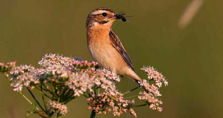 Braunkelchen Ein Braunkehlchen sitzt auf einer Blüte mit einem Insekt im Schnabel.