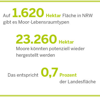 Auf 1.620 Hektar Fläche in NRW gibt es Moor-Lebensraumtypen. 23.260 Hektar Moore könnten potenziell wieder hergestellt werden. Das entspricht 0,7 Prozent der Landesfläche  