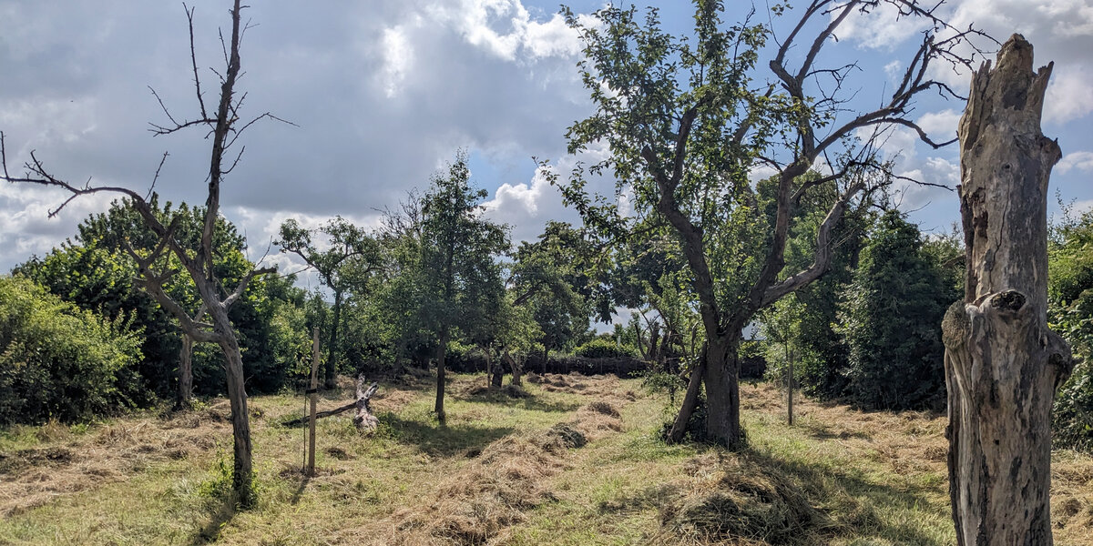 Abgestorbene Altbäume auf einer Kölner Streuobstwiese.