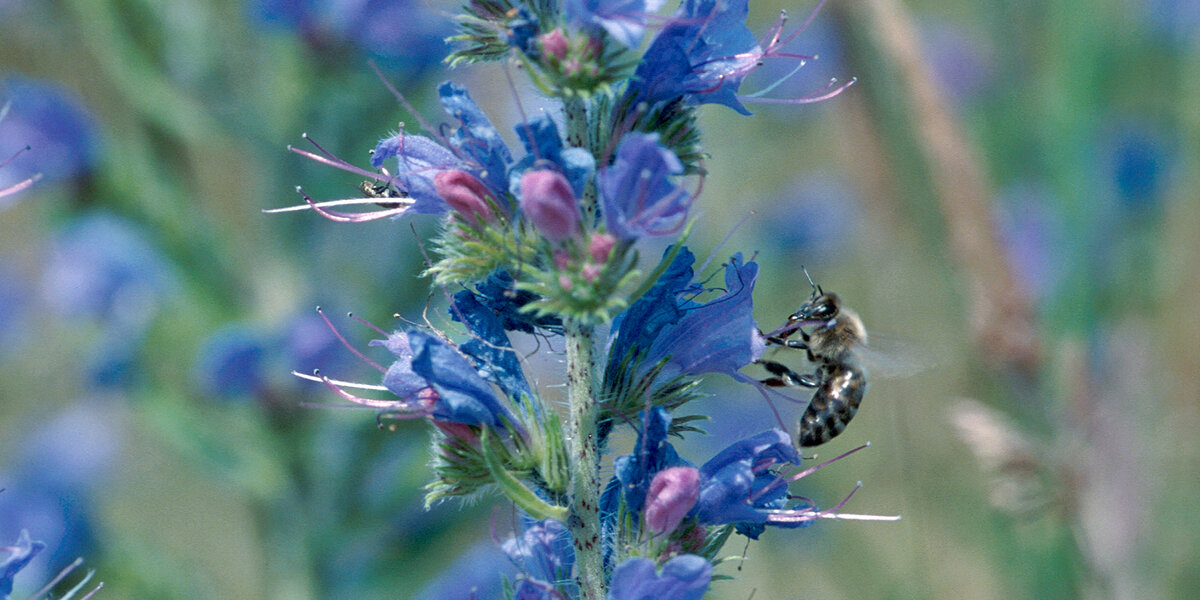 Blau blühender Natternkopf, eine Biene sitzt auf einer seiner Blüten.