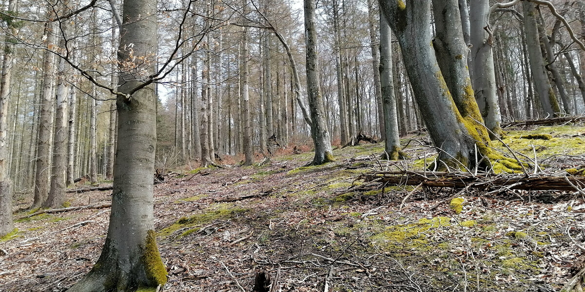 Rotbuchenwald in der Naturdynamikzone im FFH-Gebiet Kermeter im Nationalpark Eifel