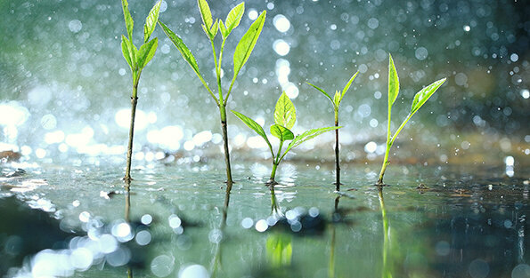 green, grass, rain, spring, dew, water, background, natural, plant, growth, eco, macro, nature, texture, drop, flora, abstract, closeup, wet, season, environment, meadow, ecology, leaf, fresh, blur, summer, freshness, seasonal, foliage, light, droplet, day, morning, outdoor, rainy, garden, organic, field, weather, botany, flowers, lilies of the valley, forest, pollution, cleanliness, green background, May, June