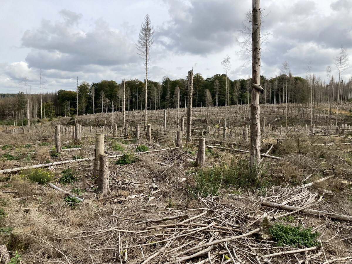 Fichtenkalamitätsfläche im Arnsberger Wald mit Hochstubben