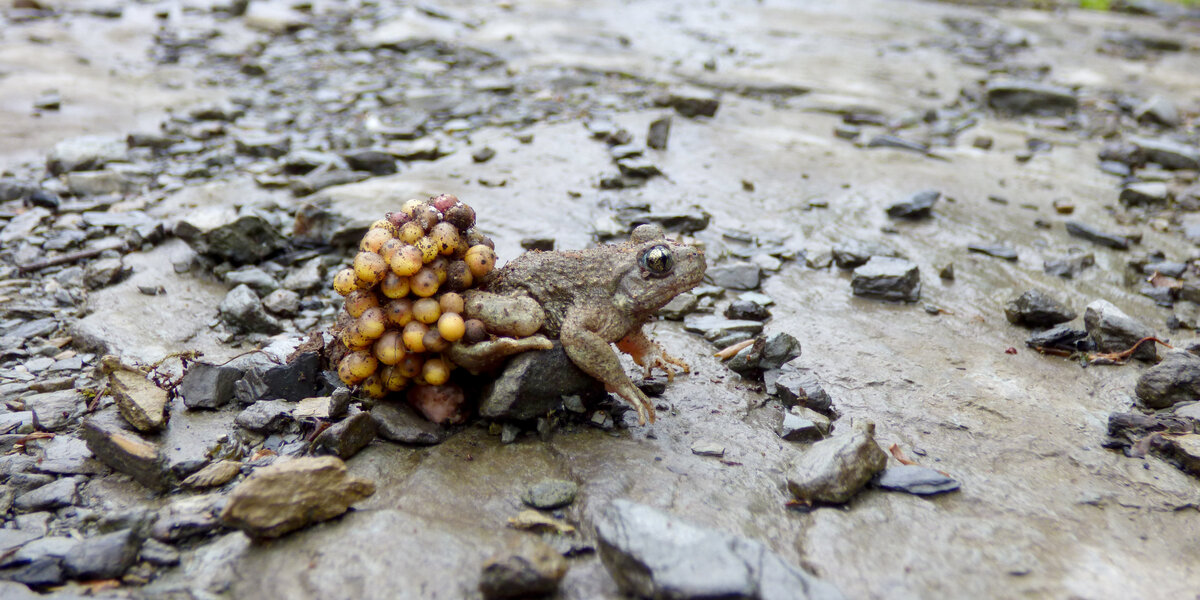 Geburtshelferkröte in einem ehemaligen Steinbruch.