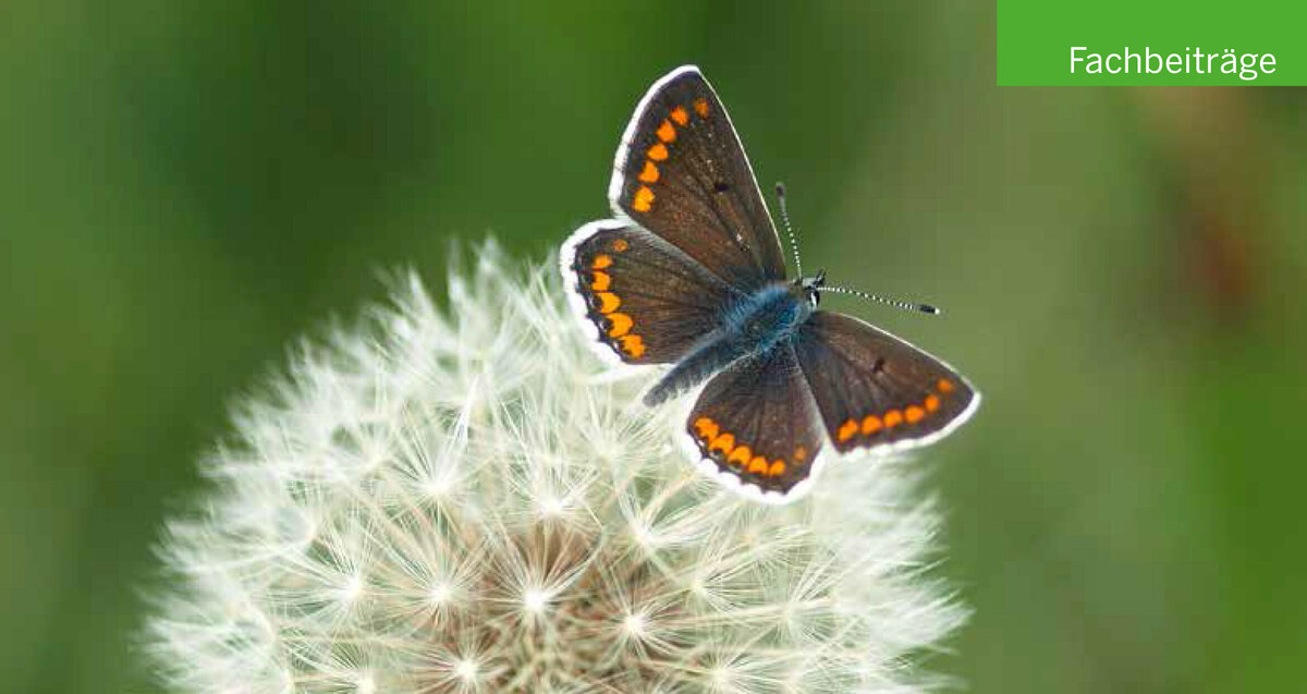 Massenbestand des Großblütigen Heusenkrauts in einem Altarm der Leda, Niedersachsen