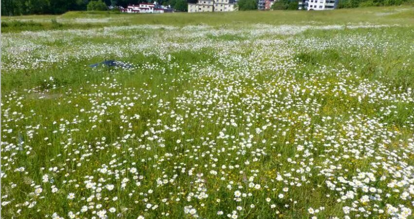 Foto: Frank Sonnenburg Foto: Frank Sonnenburg