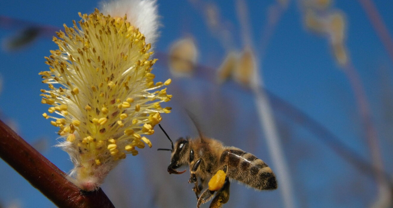 Honigbiene sammelt Pollen an Weide im Phänologischen Garten in Essen, Bild: LANUV