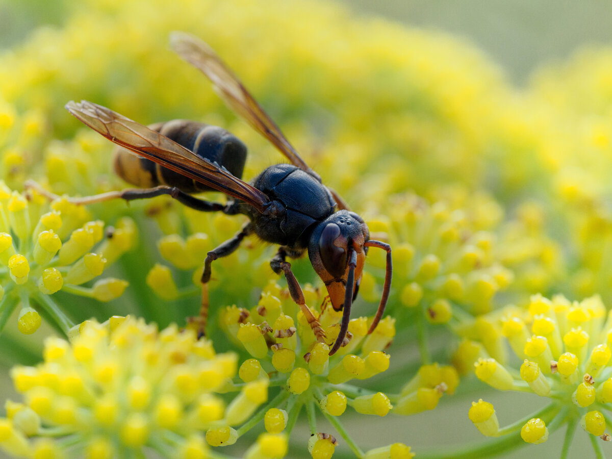 Foto: Adobe Stock / Ricardo Asiatische Hornisse
