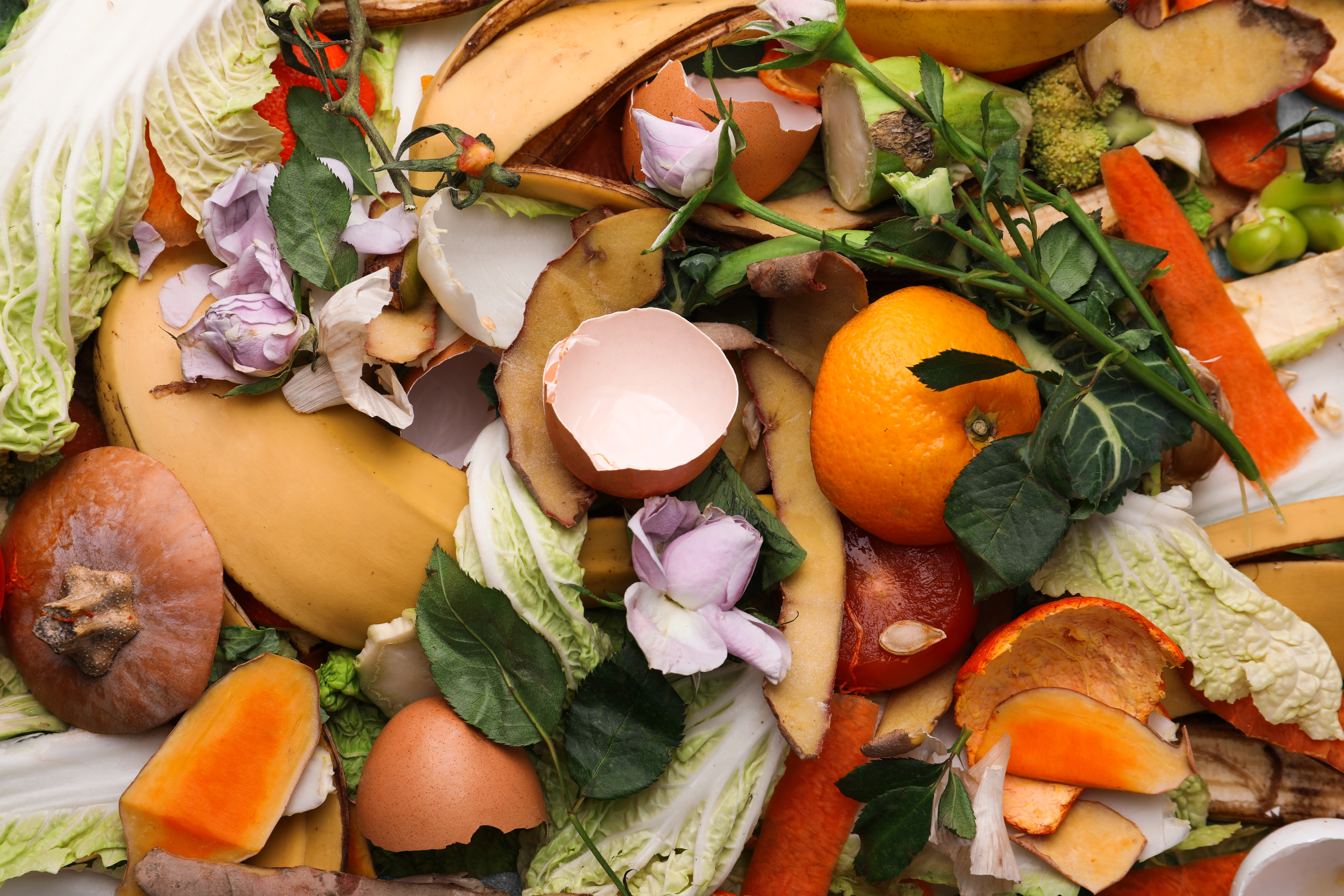 background, natural, nature, plant, food, object, organic, environment, biology, ecological, ecology, household, conservation, eco, bio, waste, trash, recycle, compost, garbage, zero, peel, recycling, sustainable, fertilizer, biodegradable, composite, composting, decomposed, closeup, different, pile, heap, banana, orange, citrus, tangerine, apple, pumpkin, fruits, vegetables, potato, egg, shell, cabbage, scraps, concept, home, domestic, background, natural, nature, plant, food, object, organic, environment, biology, ecological, ecology, household, conservation, eco, bio, waste, trash, recycle, compost, garbage, zero, peel, recycling, sustainable, fertilizer, biodegradable, composite, composting, decomposed, closeup, different, pile, heap, banana, orange, citrus, tangerine, apple, pumpkin, fruits, vegetables, potato, egg, shell, cabbage, scraps, concept, home, domestic