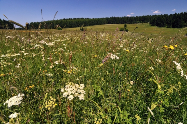 Foto: Arnika-Wiesen in NRW