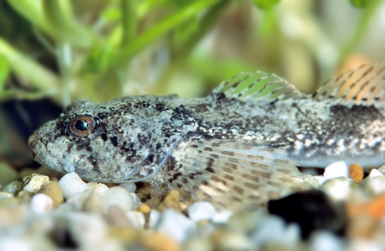 Bild "Groppe" ; © LANUV/P. Schütz. Der Abdruck des Fotos ist nur bei Nennung des Autors und in Verbindung mit dieser Pressemitteilung kostenfrei.