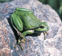 Laubfrosch absprungbereit, Bild: Arno Geiger