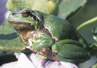 Laubfrosch auf Stockrosenblatt, Bild: Arno Geiger