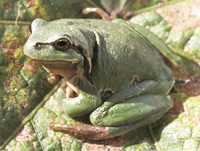 Laubfrosch auf einem Steckrosenblatt; Foto: Arno Geiger