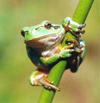 Laubfrosch, Bild: Hans Glade