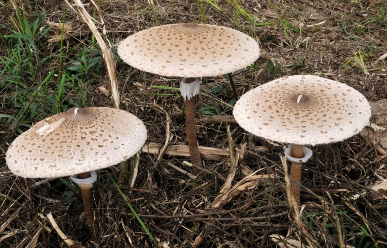 © LANUV /P.Schütz © LANUV /P.Schütz