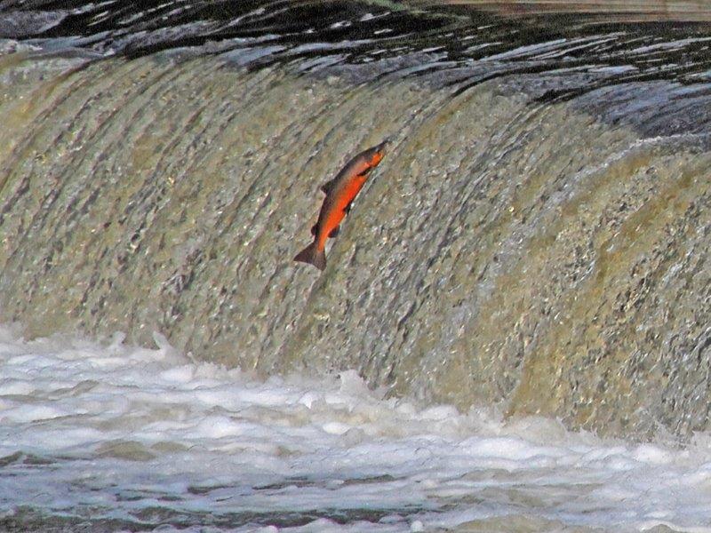 Springender Lachs an einem Wehr, Foto: Horst Stolzenburg Springender Lachs an einem Wehr, Foto: Horst Stolzenburg