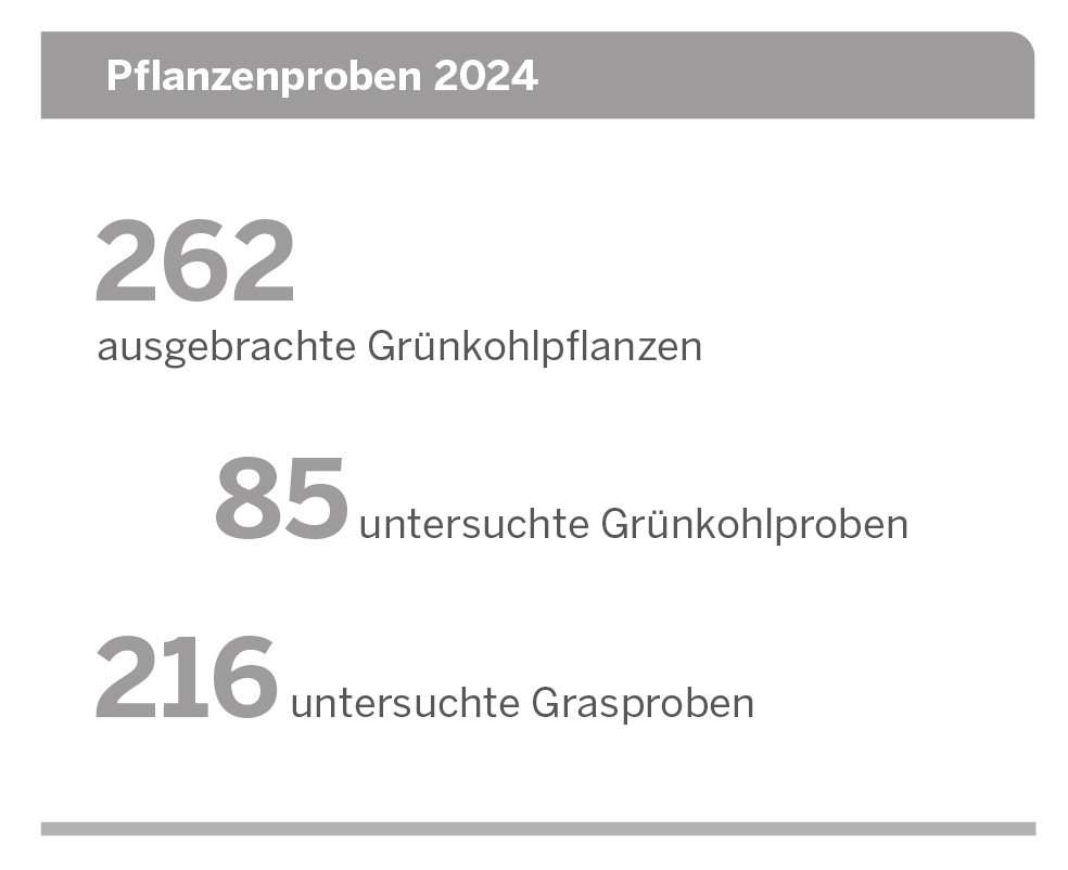 Pflanzenproben 2024: 262 ausgebrachte Grünkohlpflanzen, 85 untersuchte Grünkohlproben, 216 untersuchte Grasproben 