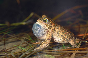 © LANUV/Schütz: © LANUV/Schütz: