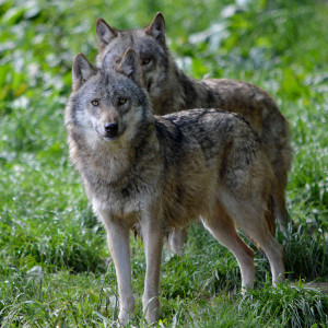 © Jan Preller © Jan Preller